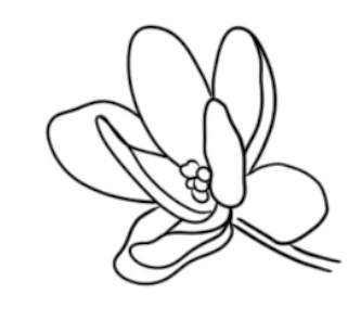 Line Work Flower Tattoo simple tattoo design of a flower